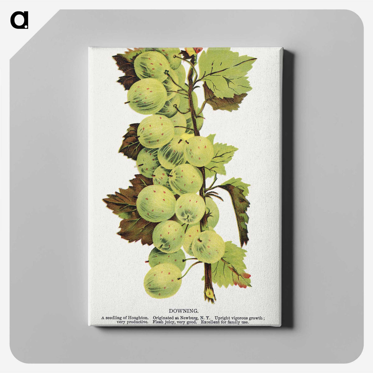 1-97_Botanical-Specimen-Plates_canvas