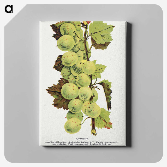 1-97_Botanical-Specimen-Plates_canvas