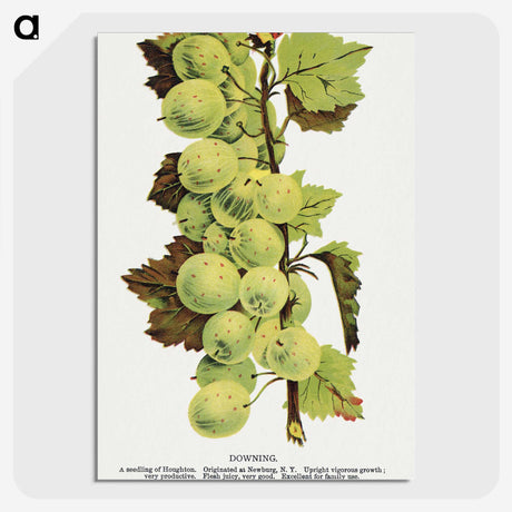 1-97_Botanical-Specimen-Plates_picture-crop