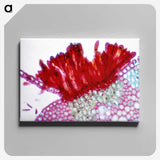 1-97_COVID-19_canvas