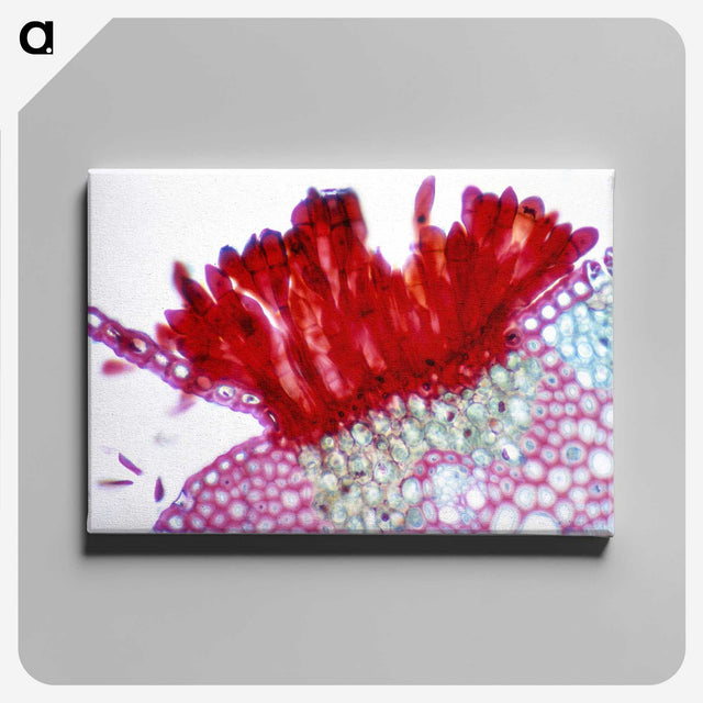 1-97_COVID-19_canvas