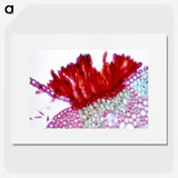 1-97_COVID-19_picture