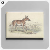 1-97_Charles-Hamilton-Smith_canvas