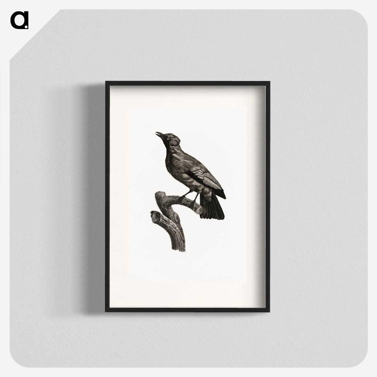 1-97_Des-Oiseaux-de-Paradis_blk