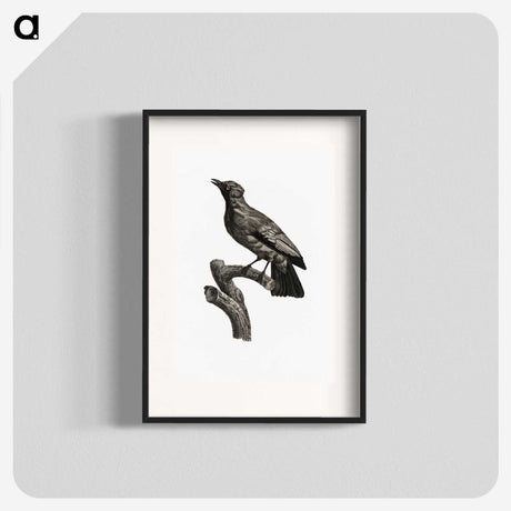 1-97_Des-Oiseaux-de-Paradis_blk