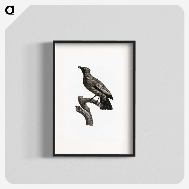 1-97_Des-Oiseaux-de-Paradis_blk