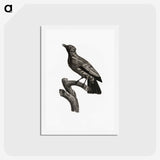 1-97_Des-Oiseaux-de-Paradis_hagaki