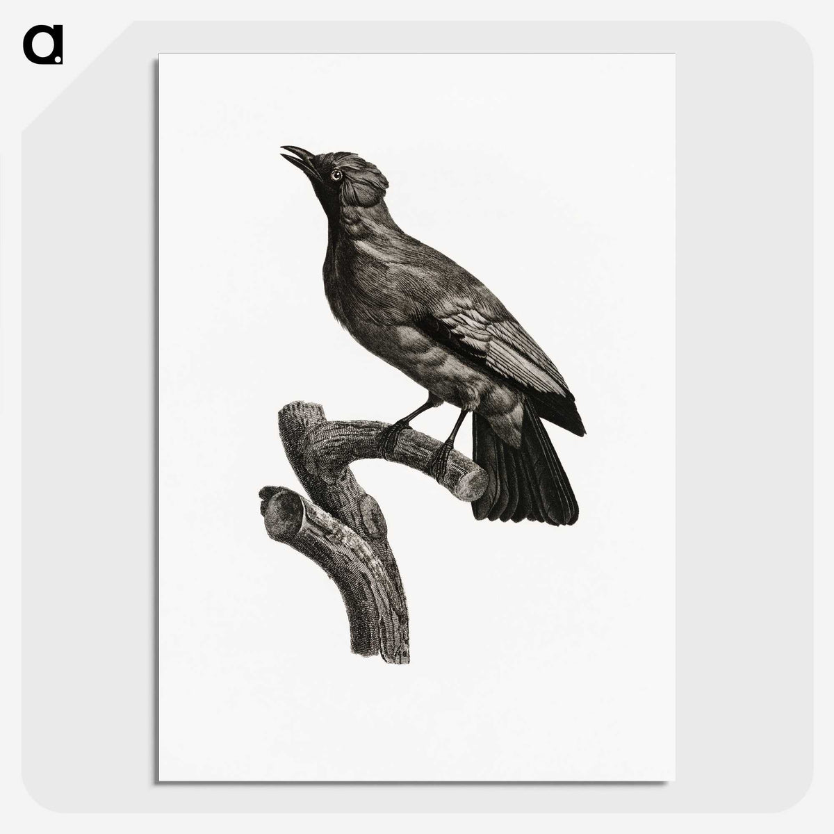 1-97_Des-Oiseaux-de-Paradis_picture-crop