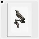 1-97_Des-Oiseaux-de-Paradis_picture