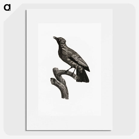 1-97_Des-Oiseaux-de-Paradis_picture