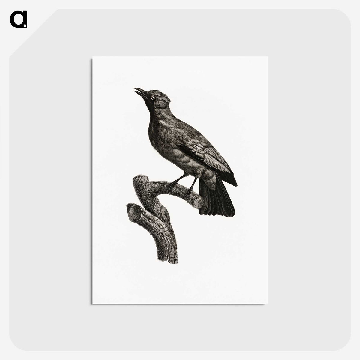 1-97_Des-Oiseaux-de-Paradis_postcard