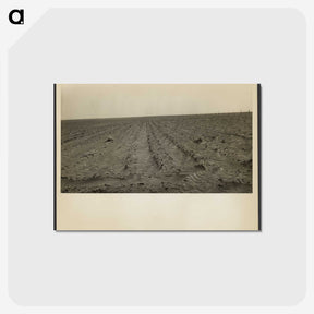 1-97_Dorothea-Lange_postcard