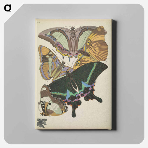 E.A. Séguy's vintage butterflies insect illustration - E.A.セギー Canvas.