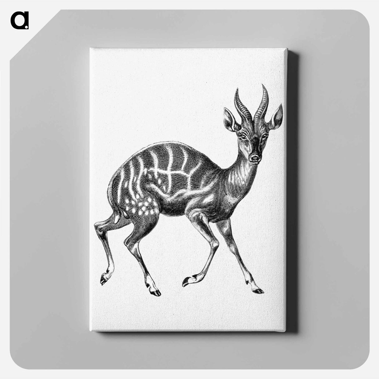 Vintage antelope wildlife illustration - エルンスト ヘッケル Canvas.