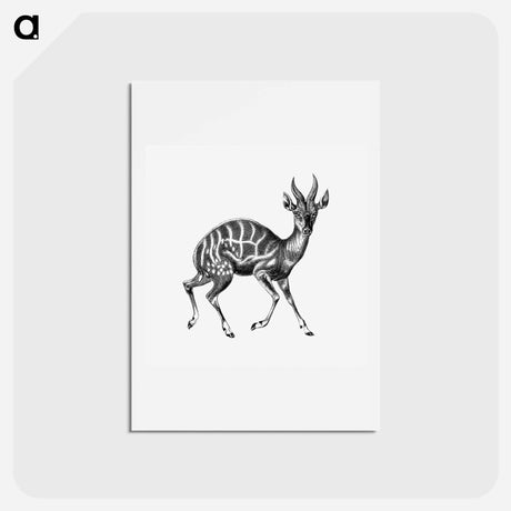 アートポストカード-Vintage antelope wildlife illustration - エルンスト ヘッケル Postcard.