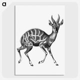1-97_Ernst-Haeckel_picture-crop