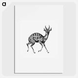 Vintage antelope wildlife illustration - エルンスト ヘッケル Poster.