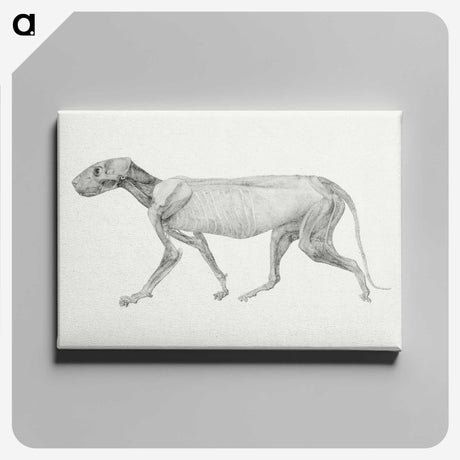 1-97_George-Stubbs_canvas