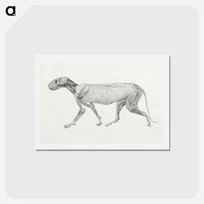 アートポストカード-Tiger Body, Lateral View
 - ジョージ スタッブス Postcard.
