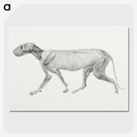 1-97_George-Stubbs_picture-crop