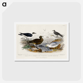 アートポストカード-Seabirds from Goldsmith's Animated Nature
 - ゴールドスミスの生き生きとした自然 Postcard.