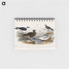 アートメモ帳-Seabirds from Goldsmith's Animated Nature
 - ゴールドスミスの生き生きとした自然 Memo.