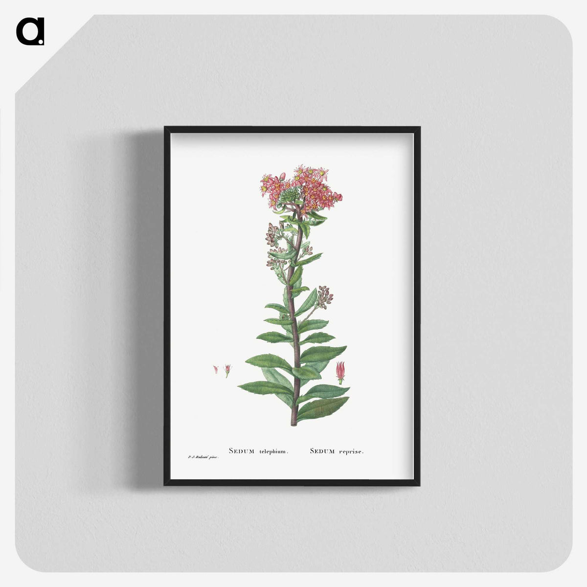 1-97_Histoire-des-Plantes-Grasses_blk-crop