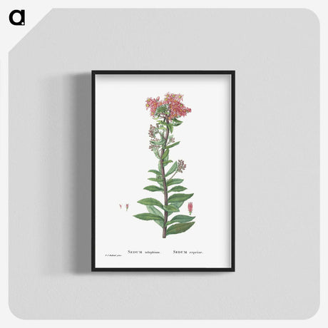 1-97_Histoire-des-Plantes-Grasses_blk-crop