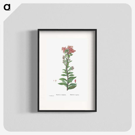 1-97_Histoire-des-Plantes-Grasses_blk