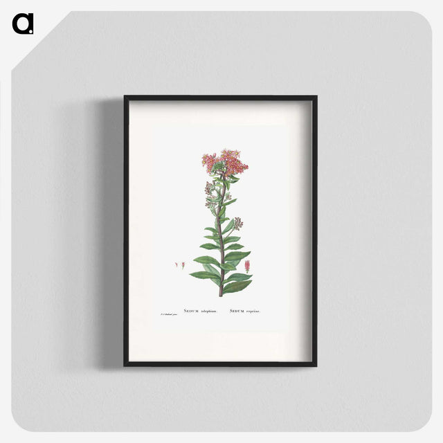 1-97_Histoire-des-Plantes-Grasses_blk