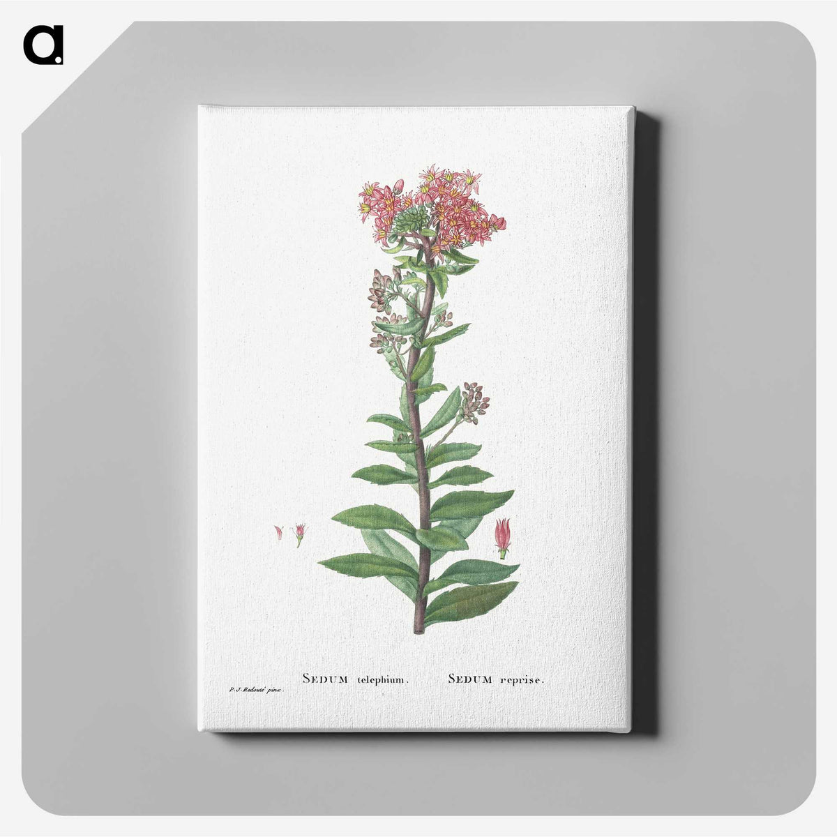 1-97_Histoire-des-Plantes-Grasses_canvas