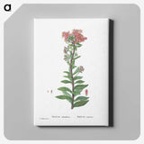 1-97_Histoire-des-Plantes-Grasses_canvas