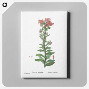 1-97_Histoire-des-Plantes-Grasses_canvas