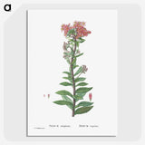 1-97_Histoire-des-Plantes-Grasses_picture-crop