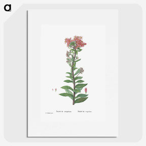 1-97_Histoire-des-Plantes-Grasses_picture