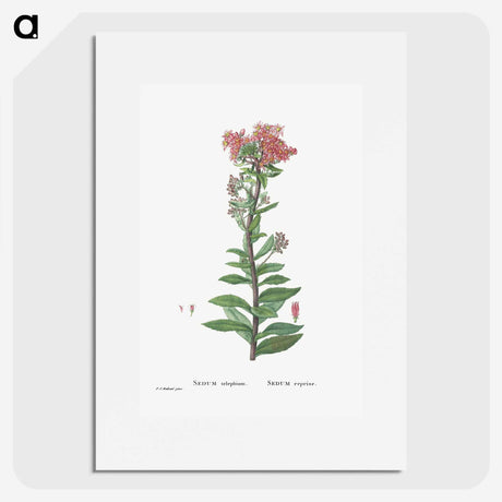 1-97_Histoire-des-Plantes-Grasses_picture