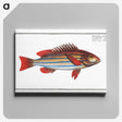 1-97_Ichtyologie-ou-Histoire-naturelle_canvas