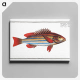 1-97_Ichtyologie-ou-Histoire-naturelle_canvas