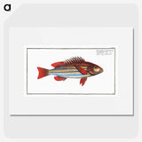 1-97_Ichtyologie-ou-Histoire-naturelle_picture