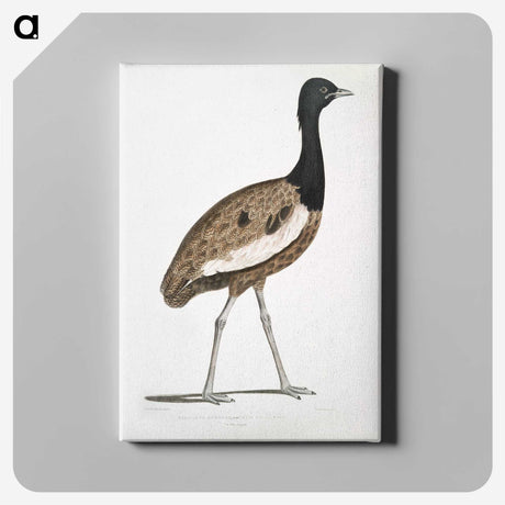 1-97_Indian-Zoology_canvas