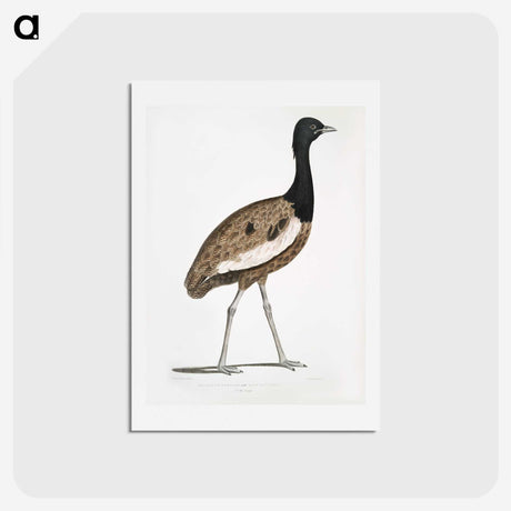 1-97_Indian-Zoology_hagaki