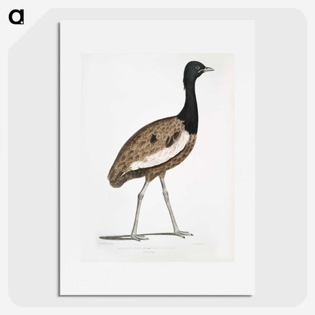 1-97_Indian-Zoology_picture