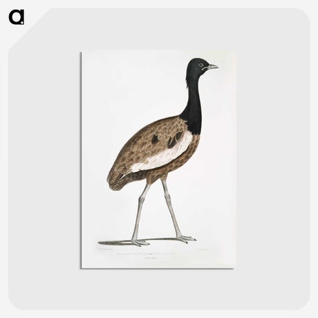 1-97_Indian-Zoology_postcard