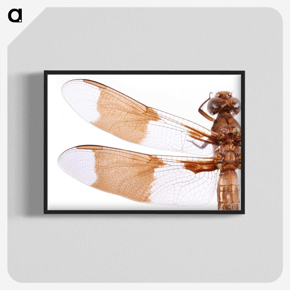 1-97_Insects-Unlocked-Project_blk-crop