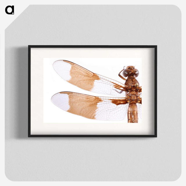 1-97_Insects-Unlocked-Project_blk
