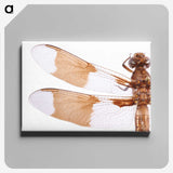 1-97_Insects-Unlocked-Project_canvas