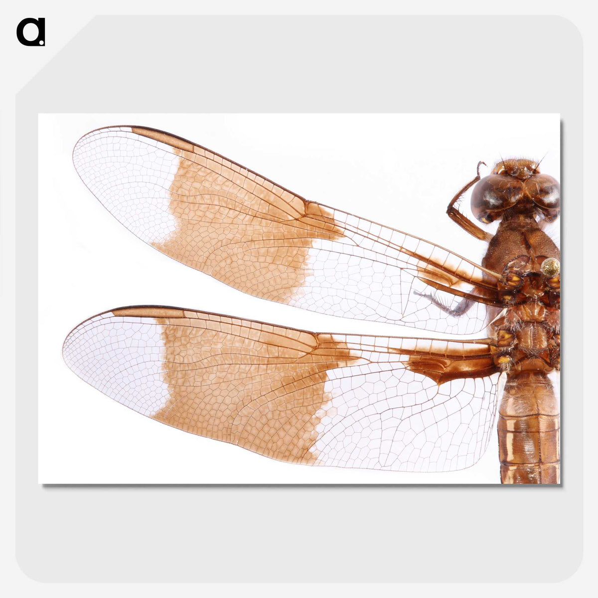1-97_Insects-Unlocked-Project_picture-crop