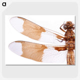 1-97_Insects-Unlocked-Project_picture-crop