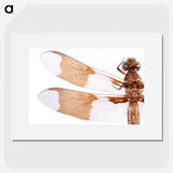 1-97_Insects-Unlocked-Project_picture