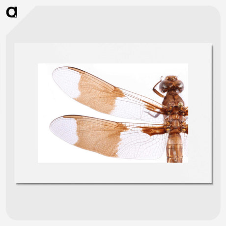 1-97_Insects-Unlocked-Project_picture